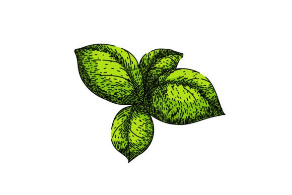 Download Basil Leaf Herb Spice Sketch Hand Drawn - Drawn Collection