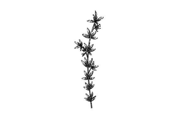 Download Herb Thyme Leaf Sketch Hand Drawn Vector - Drawn Collection