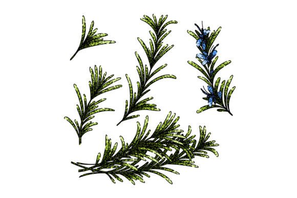 Download Rosemary Set Sketch Hand Drawn Vector - Drawn Collection