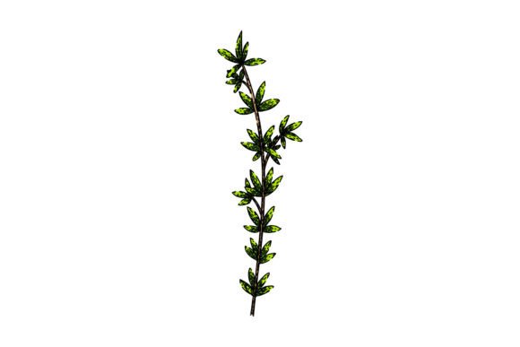 Download Herb Thyme Leaf Sketch Hand Drawn Vector - Drawn Collection