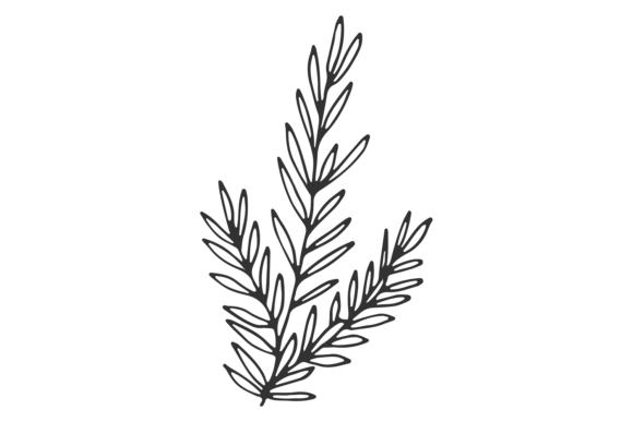 Download Rosemary Sketch. Botanical Branch. Cooki - Rosemary Collection