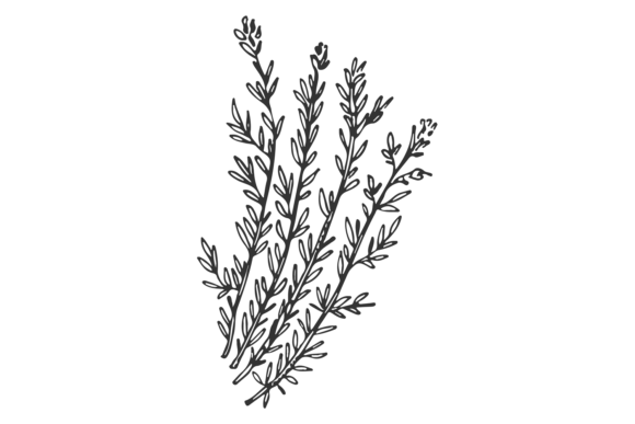 Download Thyme Sketch. Hand Drawn Herb. Botanical - Drawn Collection