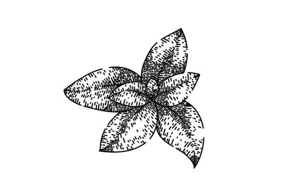 Download Herbal Thyme Leaf Sketch Hand Drawn Vect - Drawn Collection