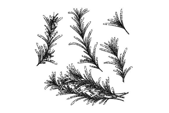Download Rosemary Set Sketch Hand Drawn Vector - Drawn Collection