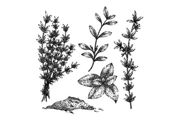 Download Thyme Leaf Set Sketch Hand Drawn Vector - Drawn Collection