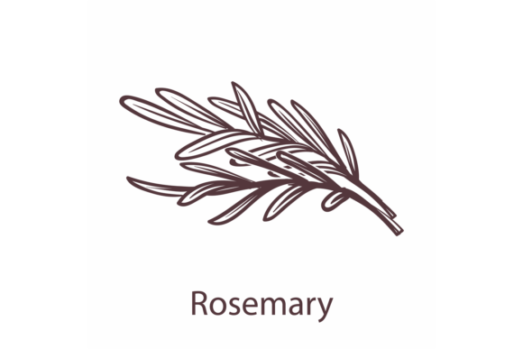 Download Rosemary Icon. Botanical Hand Drawn Bran - Drawn Collection