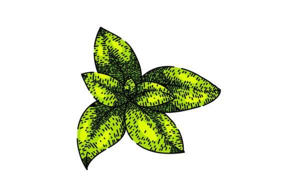 Download Herbal Thyme Leaf Sketch Hand Drawn Vect - Drawn Collection