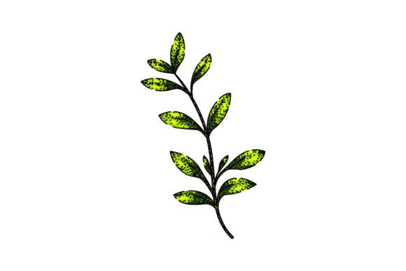 Download Fresh Thyme Leaf Sketch Hand Drawn Vecto - Drawn Collection