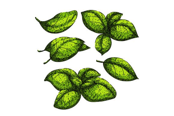 Download Basil Leaf Herb Set Sketch Hand Drawn - Drawn Collection